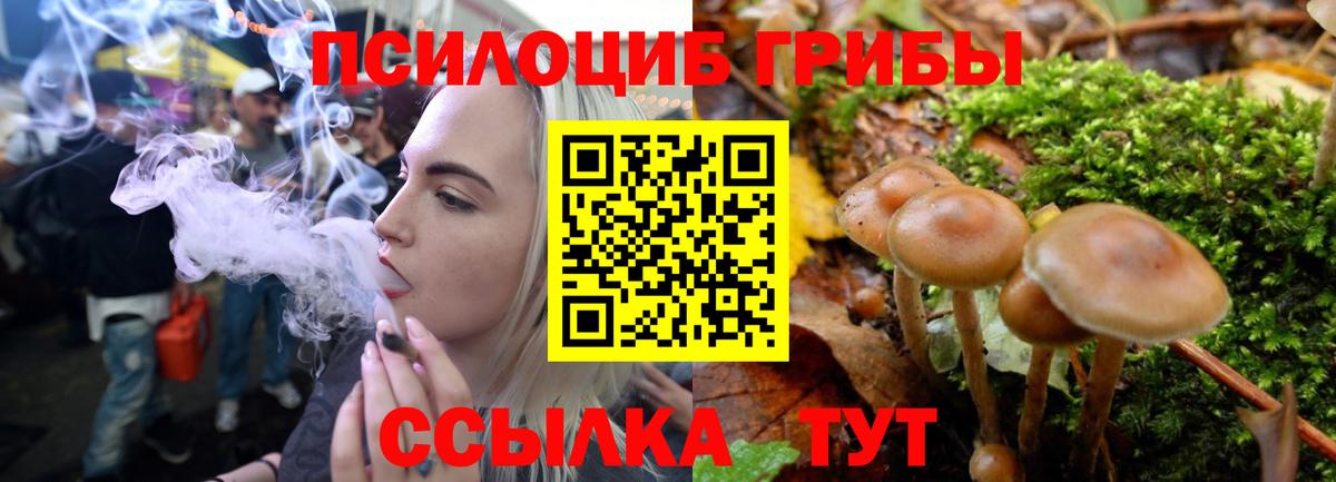 Тулун  Галлюциногенные грибы Psilocybine cubensis  Вход с VPN 